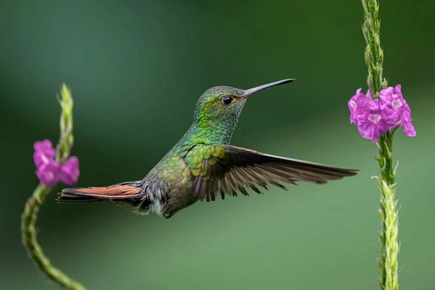 39 Incredible Wildlife Photos Captured By Talented Photographer Joe Neely