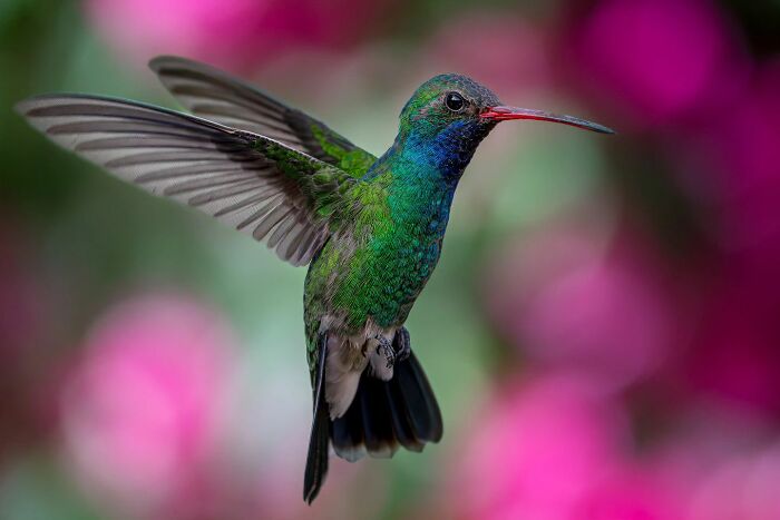 Close-up of a vibrant hummingbird in mid-flight showcasing unforgettable wildlife moments captured by a skilled photographer