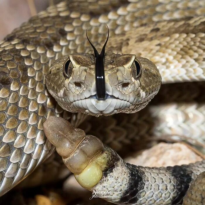 Close-up of a rattlesnake with raised tail capturing unforgettable moments featuring wildlife in natural habitat.