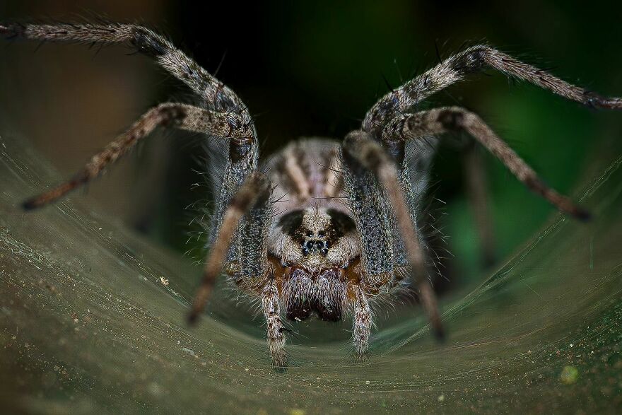 39 Incredible Wildlife Photos Captured By Talented Photographer Joe Neely