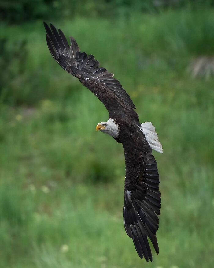 Bald eagle soaring with wings spread wide in a natural green environment featuring wildlife in flight.