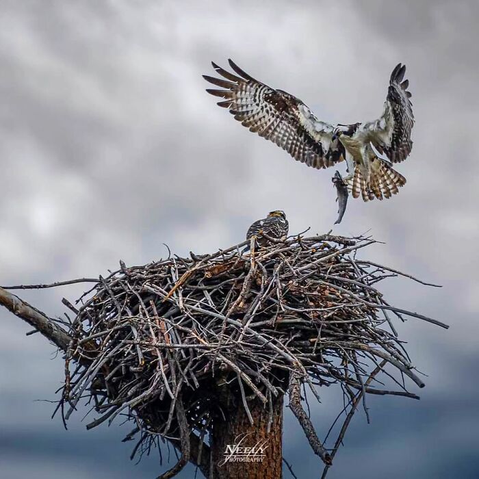 Osprey with fish approaching nest while another osprey watches, capturing unforgettable wildlife moments in nature.