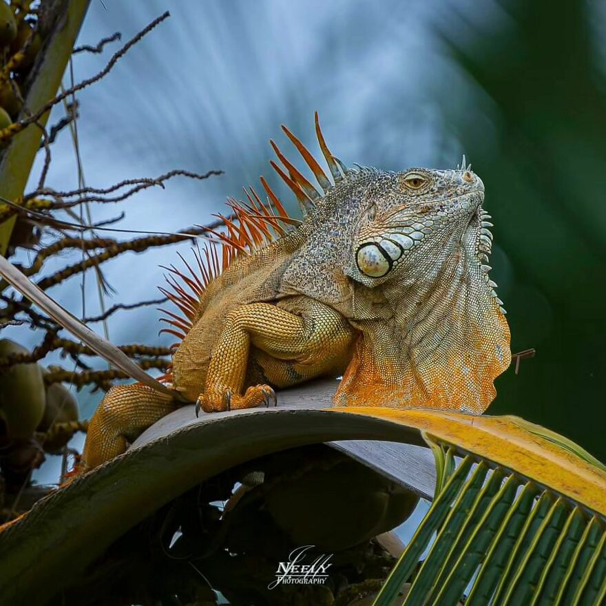 39 Incredible Wildlife Photos Captured By Talented Photographer Joe Neely