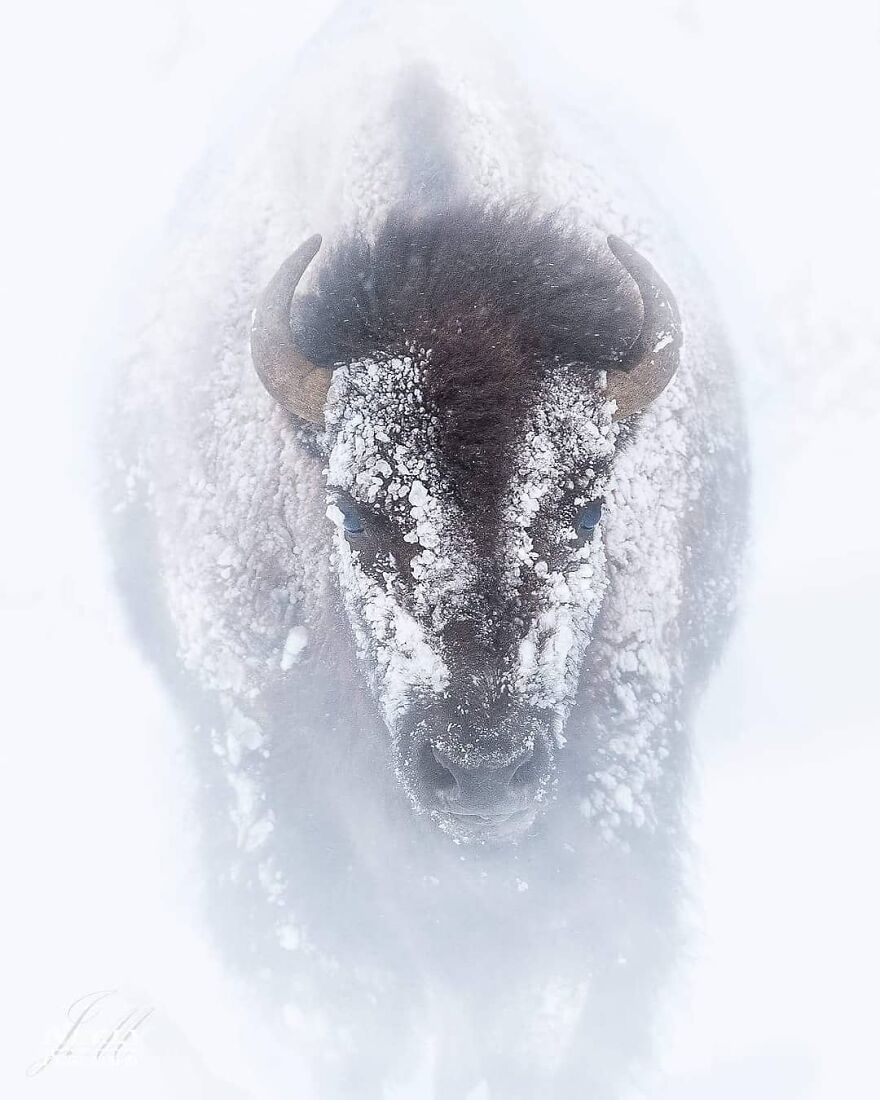 39 Incredible Wildlife Photos Captured By Talented Photographer Joe Neely