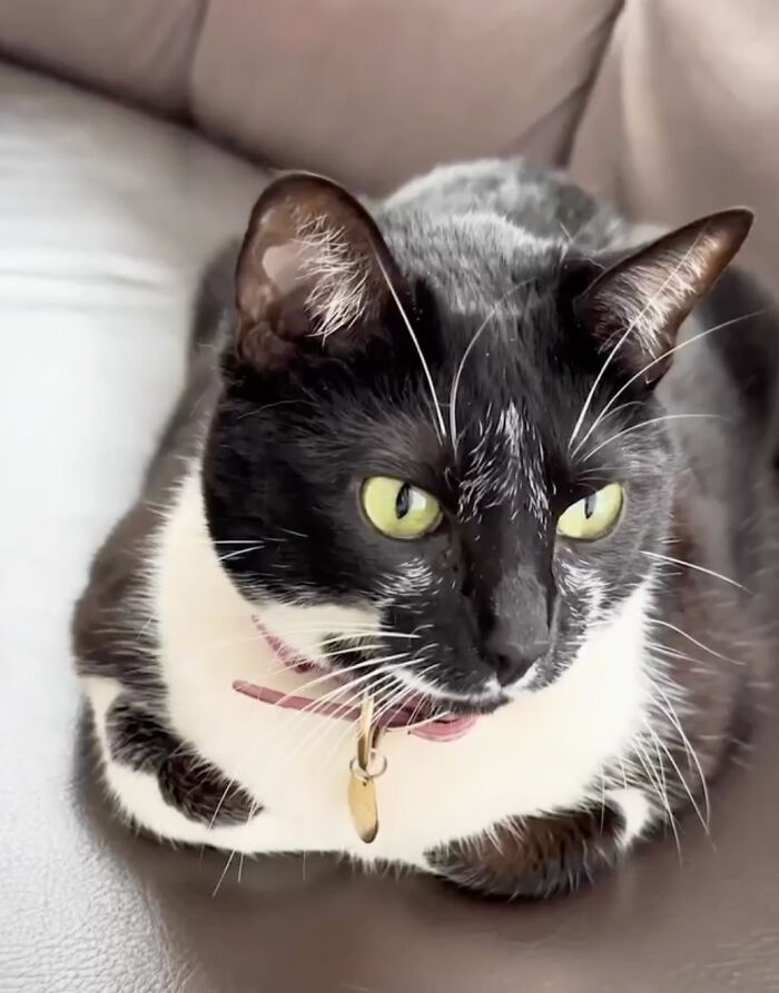 Pet Shop Rescues Stray Cat And Gives Her The Best Life At The Mall - 5