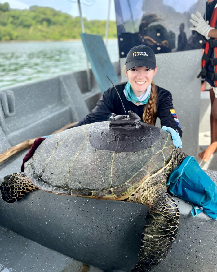 Turtle Tagging Is Making An Important Contribution To Protect Vulnerable Marine Species - 3