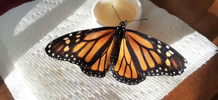 Unable To Migrate To Mexico, A Monarch Butterfly Found A New Home With A Loving Family In Canada