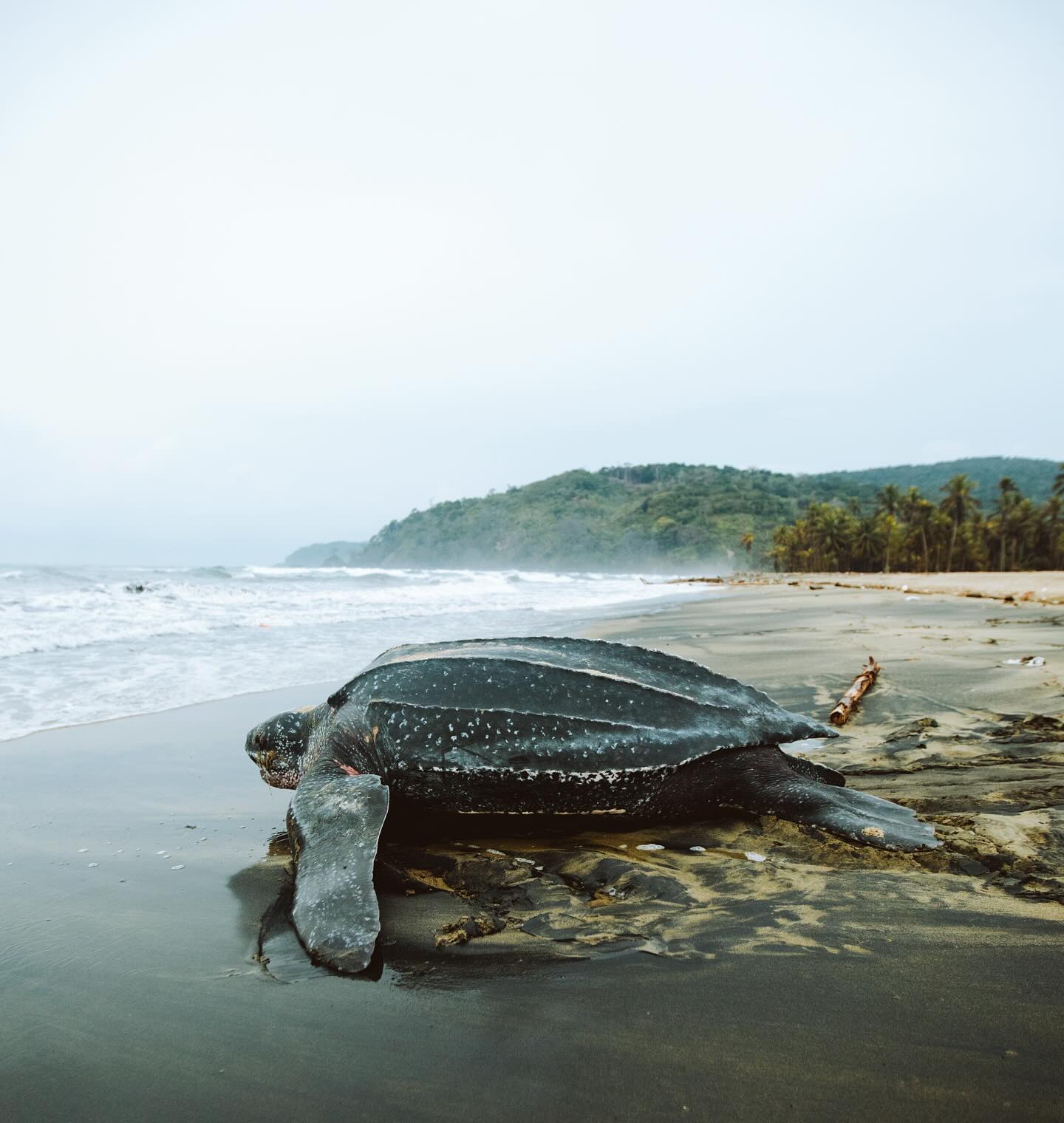 Turtle Tagging Is Making An Important Contribution To Protect Vulnerable Marine Species - 7