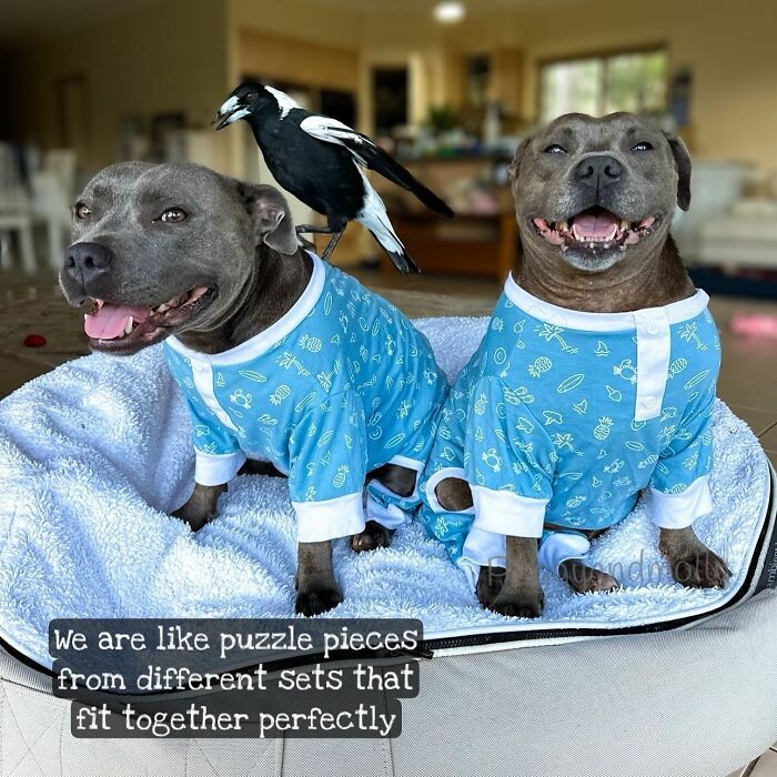 Molly The Magpie Is Returning Home After Online Battle To Reunite Him With Beloved Doggy BFF