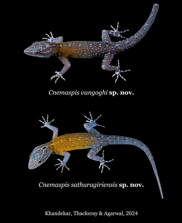 Biologist’s First Thought After Seeing This New Gecko Species Is “Starry Night”, Names It “Vangoghi” - 12