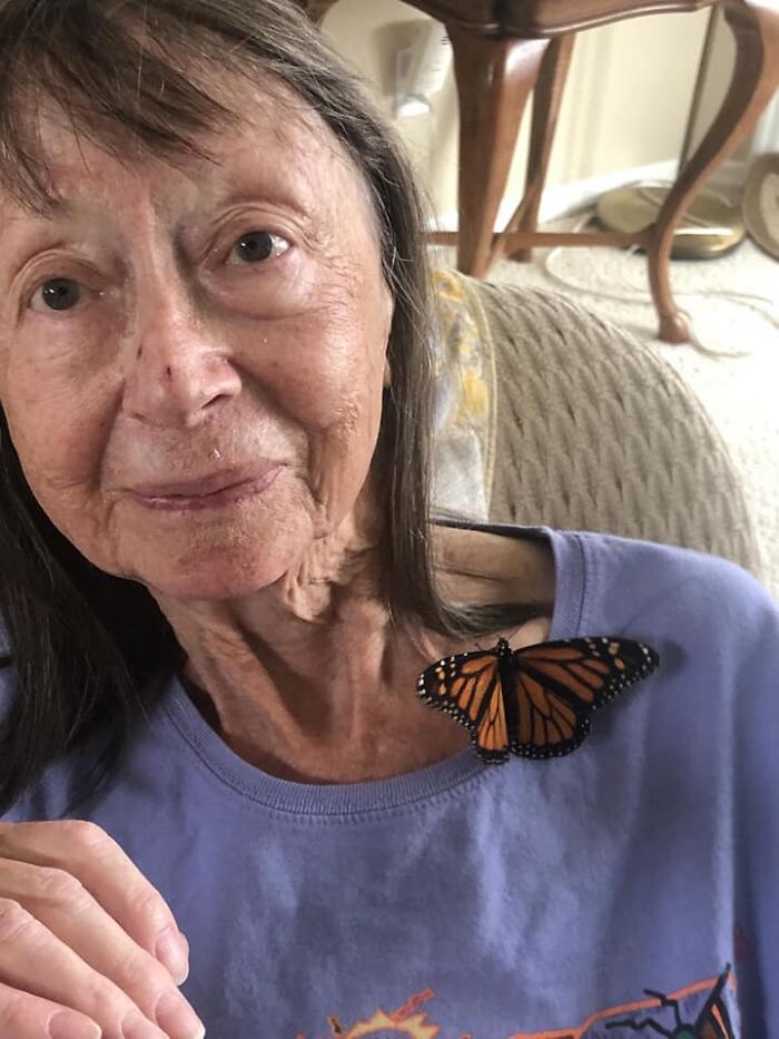 Unable To Migrate To Mexico, A Monarch Butterfly Found A New Home With A Loving Family In Canada