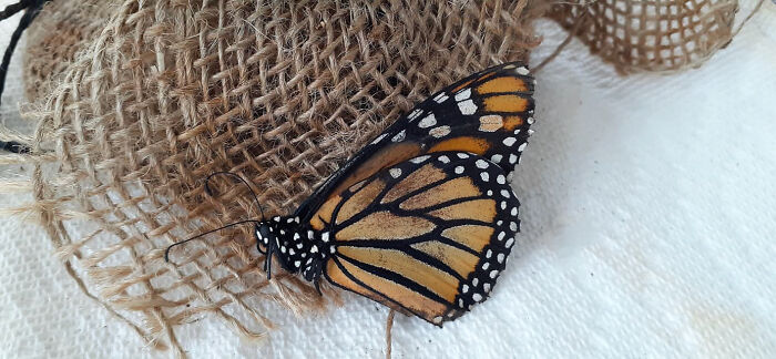 Unable To Migrate To Mexico, A Monarch Butterfly Found A New Home With A Loving Family In Canada