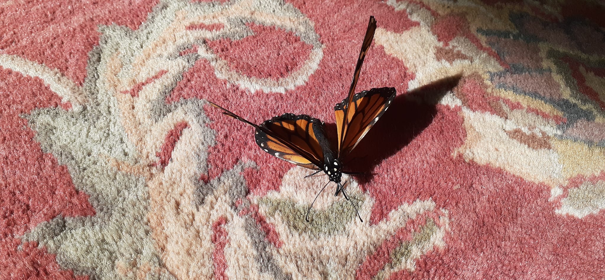 Unable To Migrate To Mexico, A Monarch Butterfly Found A New Home With A Loving Family In Canada