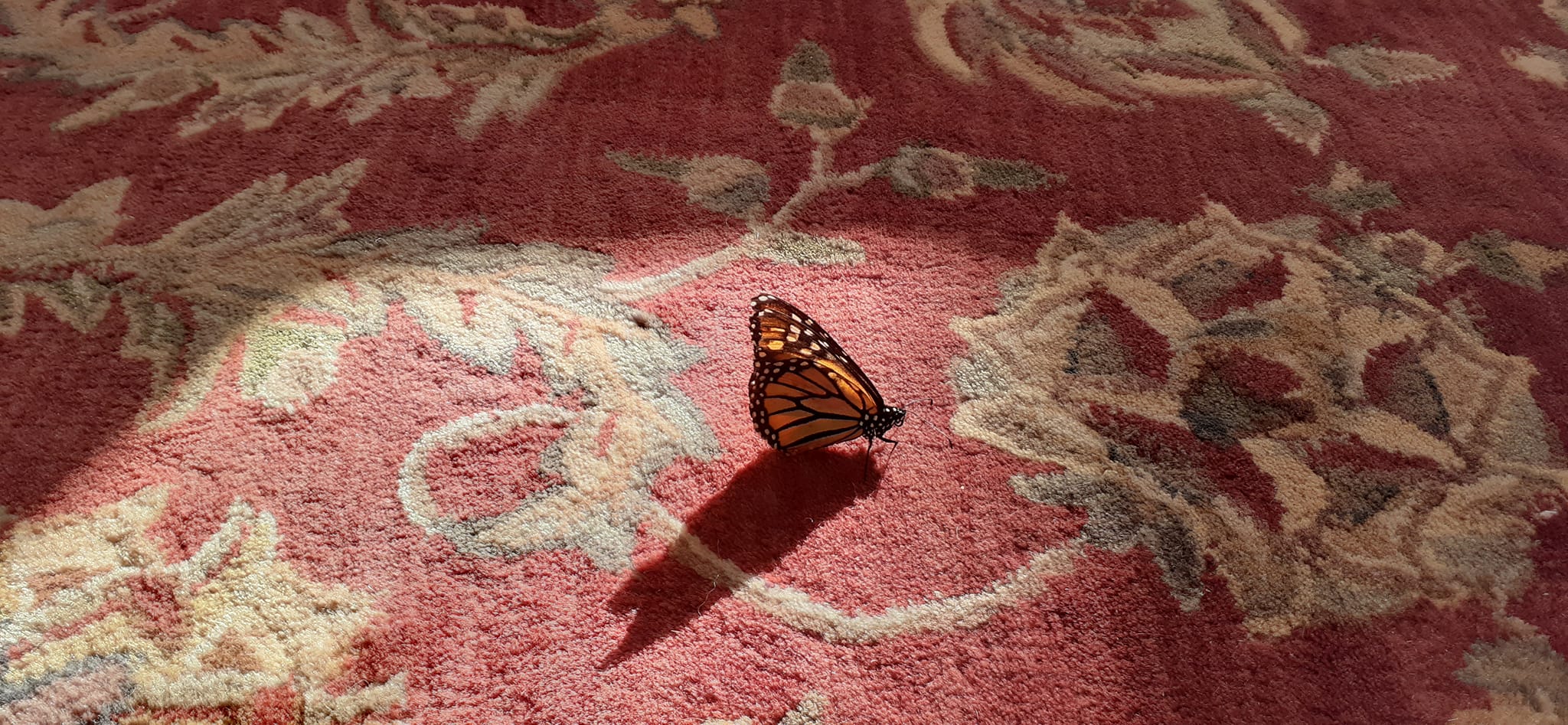 Unable To Migrate To Mexico, A Monarch Butterfly Found A New Home With A Loving Family In Canada