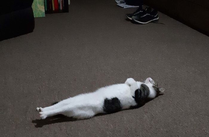 Cat lying stretched on its back on carpet, captured in a funny moment of cats losing their single brain cell.