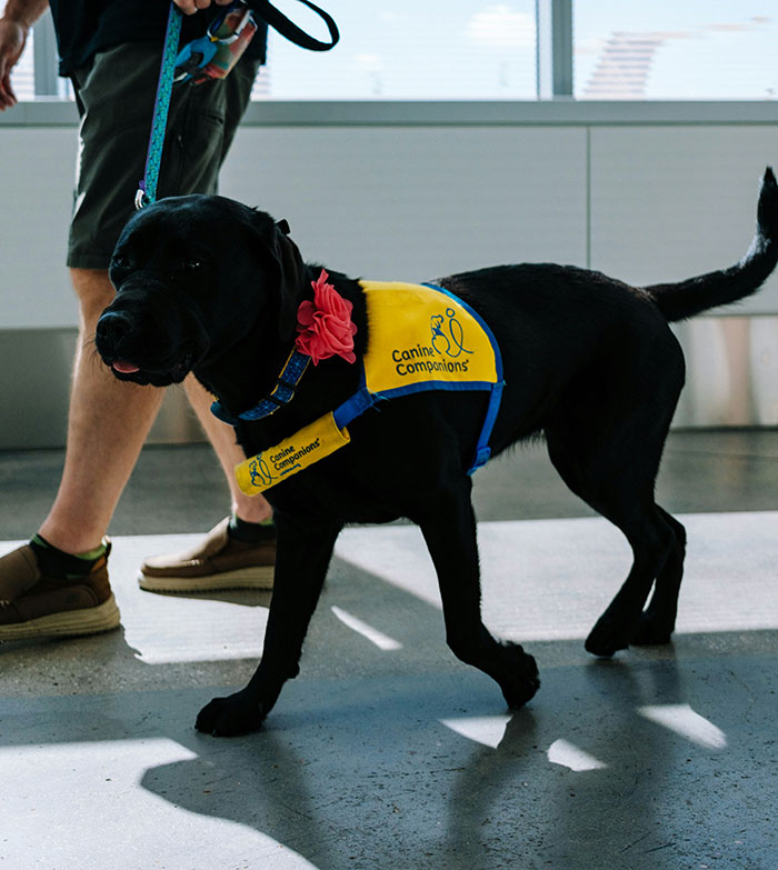 &ldquo;Total BS&rdquo;: Passengers Tired Of &ldquo;Fake Service Dogs&rdquo; Causing Trouble On Flights