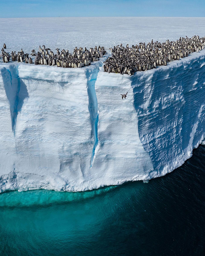 Record-Breaking Footage Captures Hundreds Of Baby Penguins Diving From 50-Foot Cliff - 1