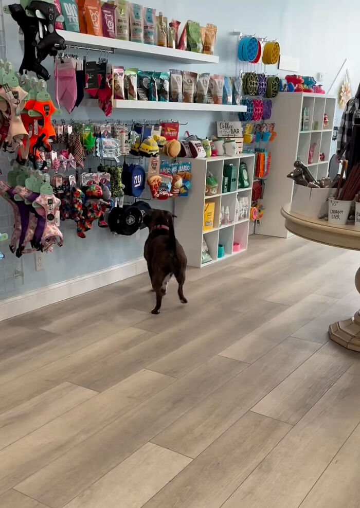 Misunderstood Doggies Can Finally Shop In Peace At This Pet Store Misunderstood Doggies Can Finally Shop In Peace At This Pet Store