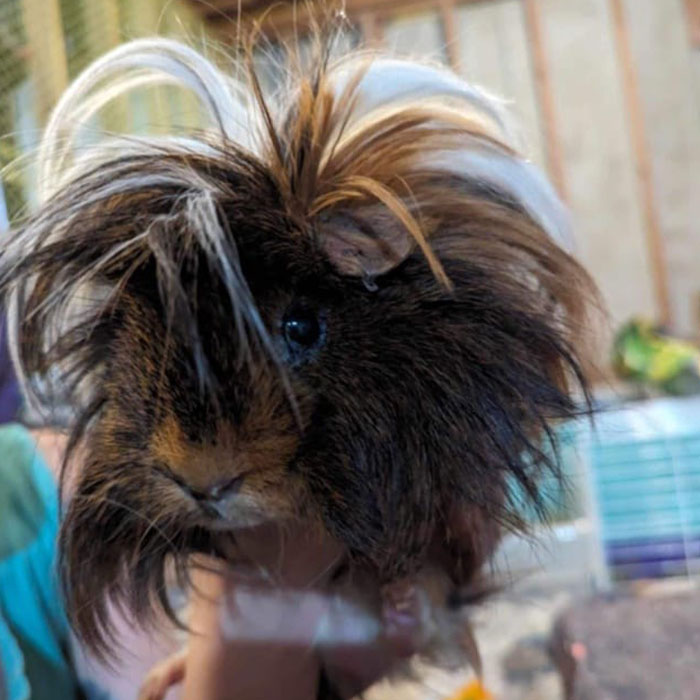 “It’s Insane”: Animal Shelter Left Desperate After Rescuing 500 Guinea Pigs From Hoarder - 4