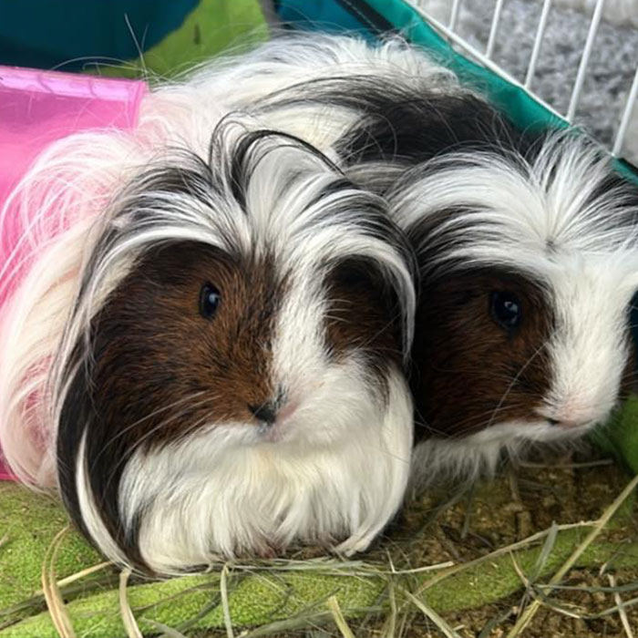 “It’s Insane”: Animal Shelter Left Desperate After Rescuing 500 Guinea Pigs From Hoarder - 3