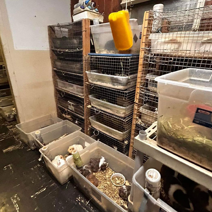 “It’s Insane”: Animal Shelter Left Desperate After Rescuing 500 Guinea Pigs From Hoarder - 1