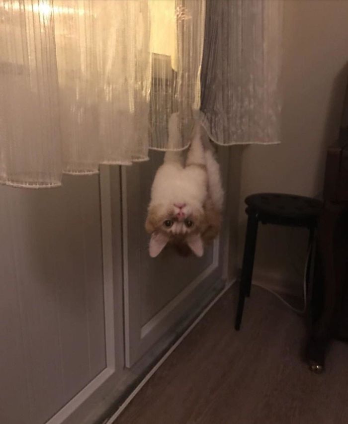 Cat hanging upside down from curtains in a funny moment capturing cats losing their single brain cell behavior.