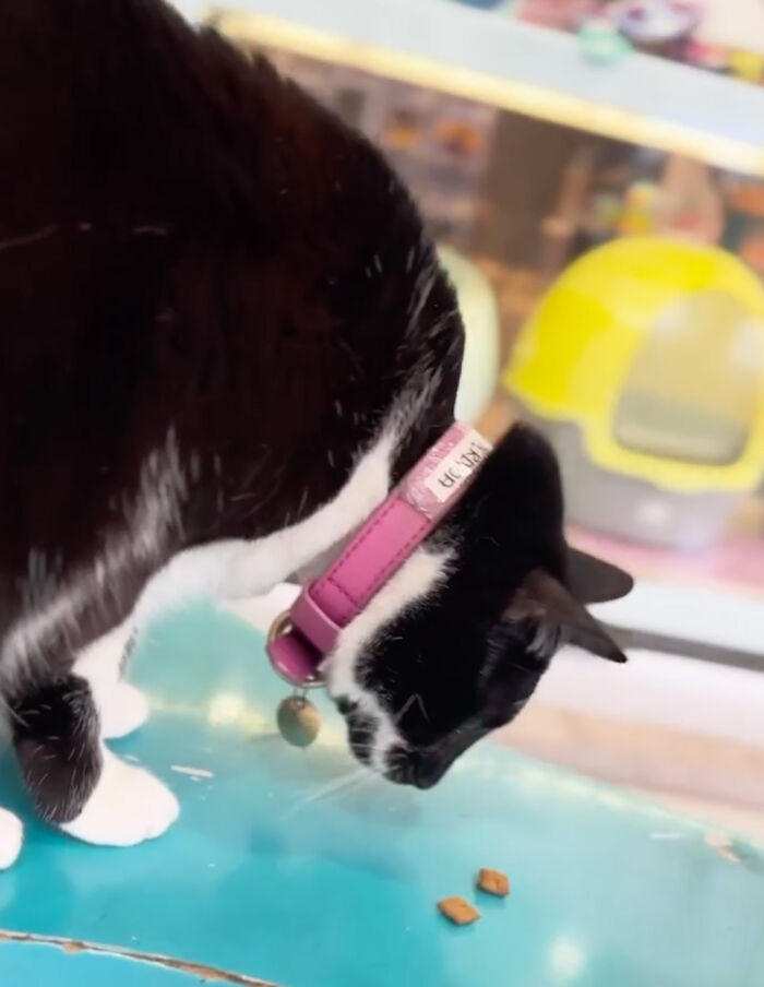 Pet Shop Rescues Stray Cat And Gives Her The Best Life At The Mall - 6