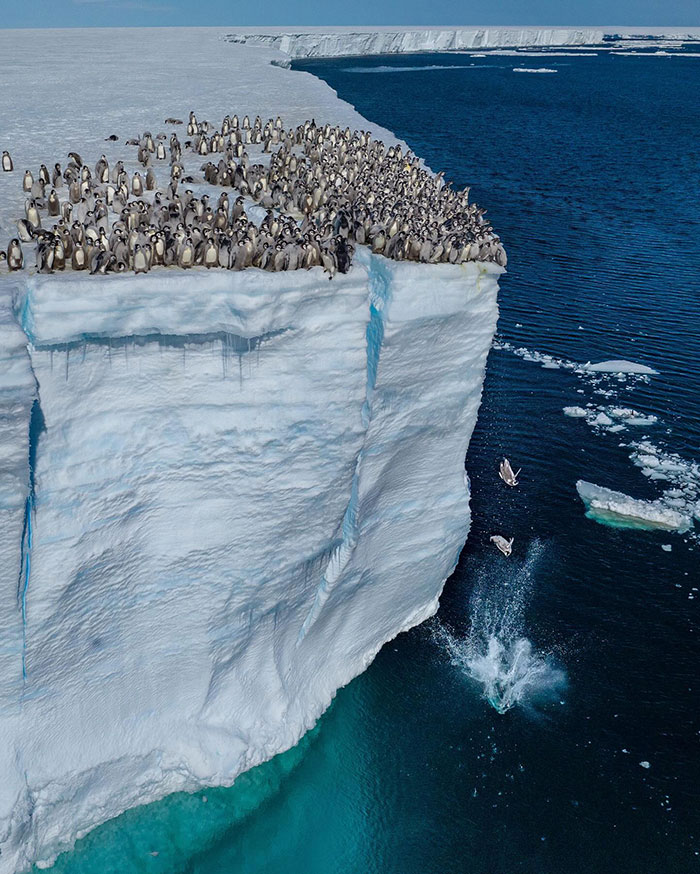 Record-Breaking Footage Captures Hundreds Of Baby Penguins Diving From 50-Foot Cliff - 2