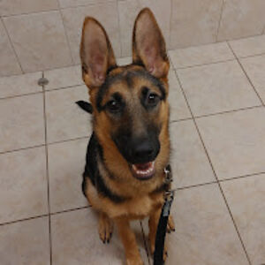 candacejansen avatar