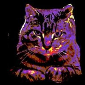 melindahascats avatar