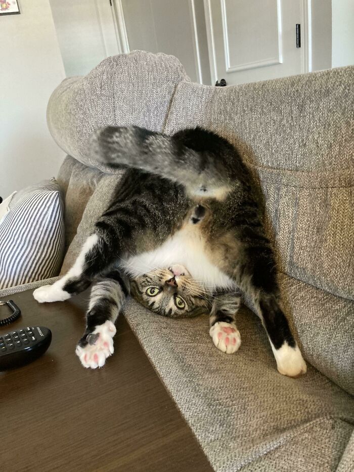 Cat captured in a funny pose on a couch, showcasing a moment of losing their single brain cell humorously.
