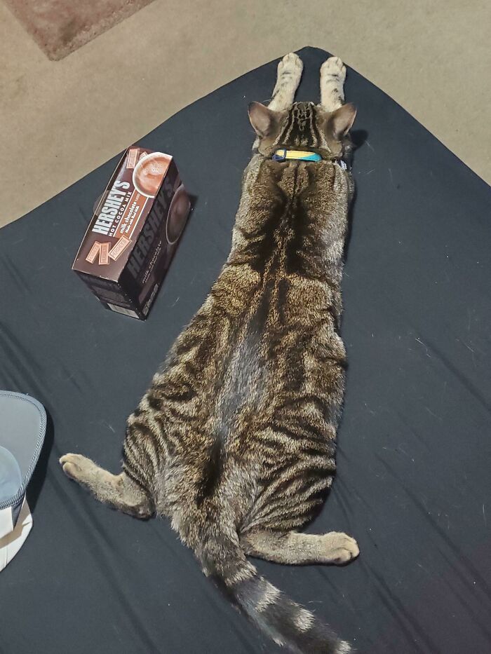 Tabby cat lying flat with legs stretched out in a funny pose, capturing a hilarious moment of cats losing their single brain cell.