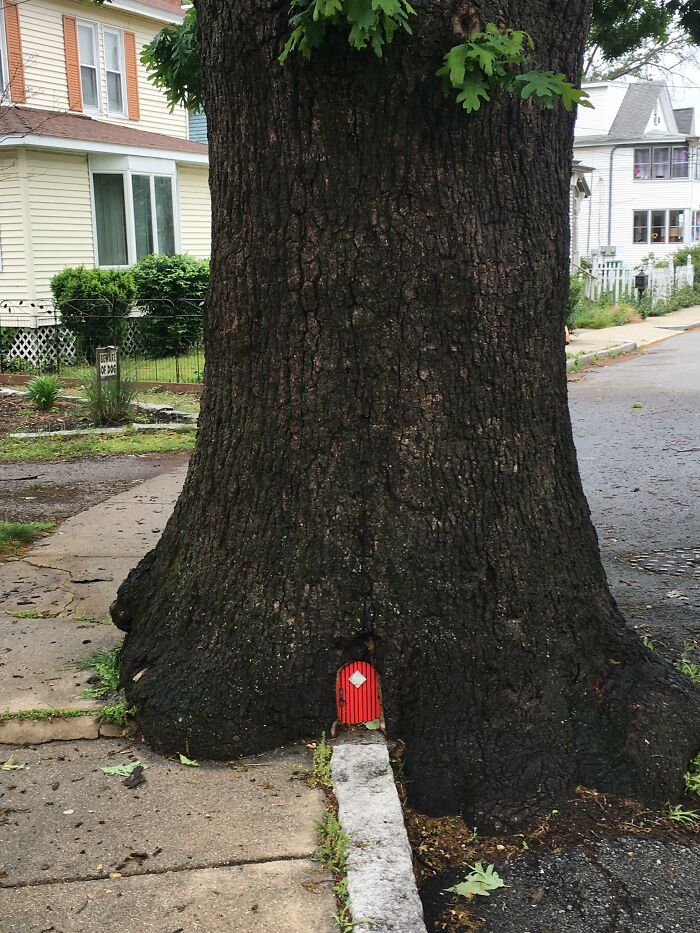 This Little Door I Found In The Trunk Of A Tree While Walking In Lowell