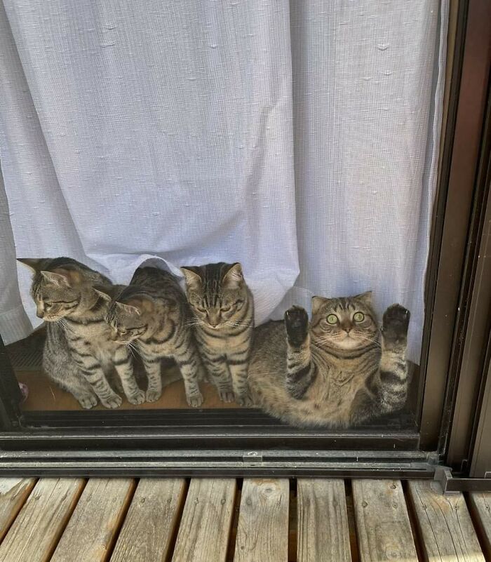 Four cats behind a glass door with one cat raising its paws, capturing a hilarious cat losing their single brain cell moment.