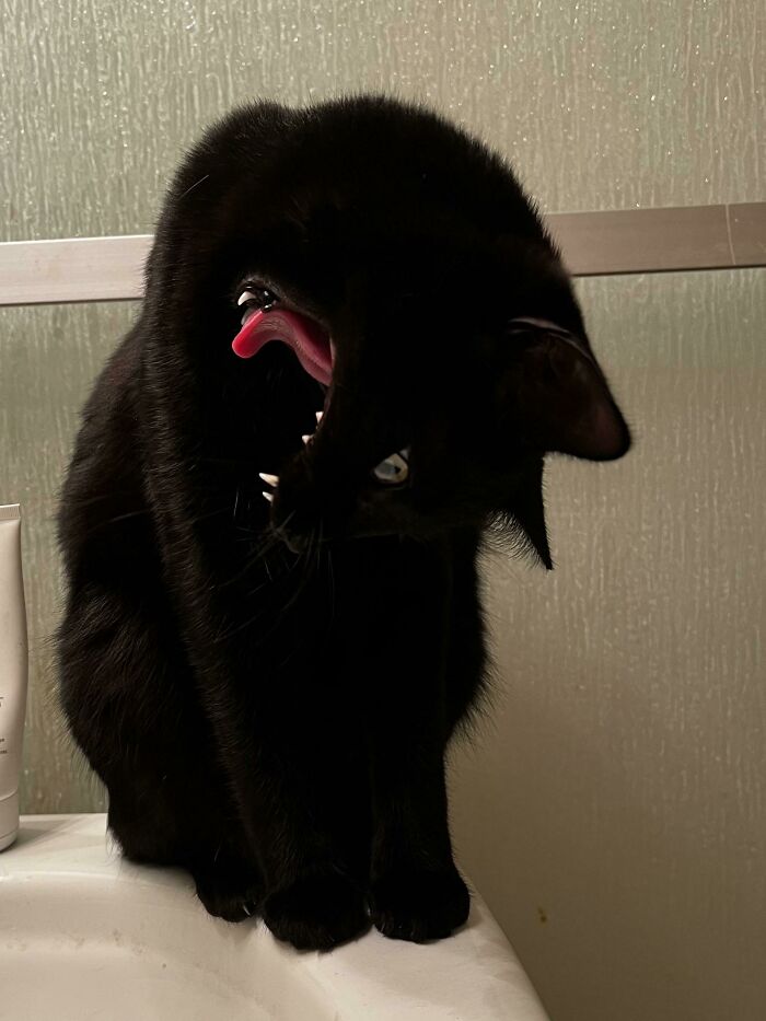 Black cat captured mid-yawn with tongue out and slightly tilted head, showing a goofy moment of losing its single brain cell.