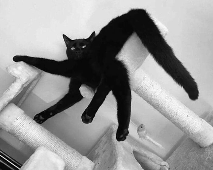 Black cat awkwardly hanging on cat tree, captured in a funny pose showing cats losing their single brain cell moments.