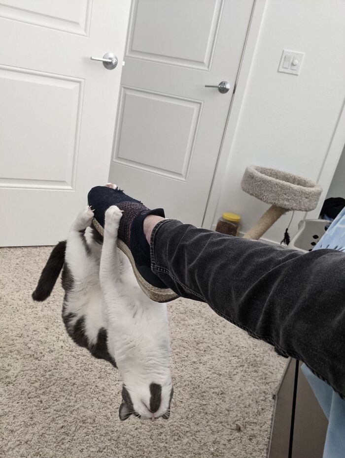 Cat hanging upside down from a person's foot, capturing a funny moment of cats losing their single brain cell.