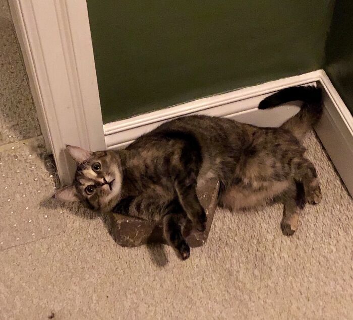 Her Favourite Object In The House Is A Brick 🧱