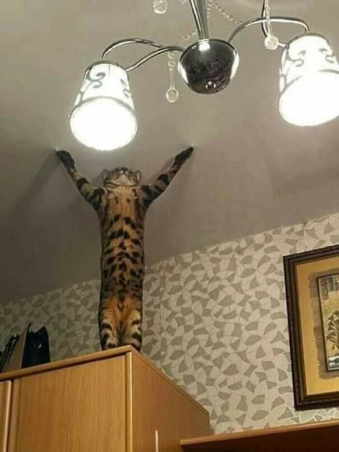 Cat standing on hind legs on cabinet, reaching up to ceiling light, showcasing funny cat moments and silly behavior.