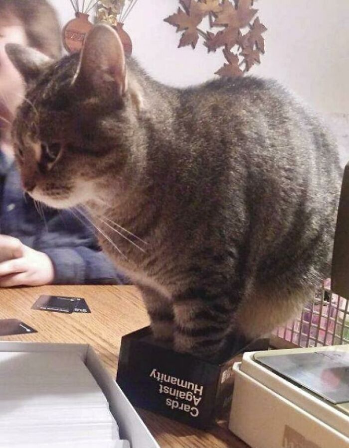 Even If It Doesn't Fits, She Still Tries To Sits