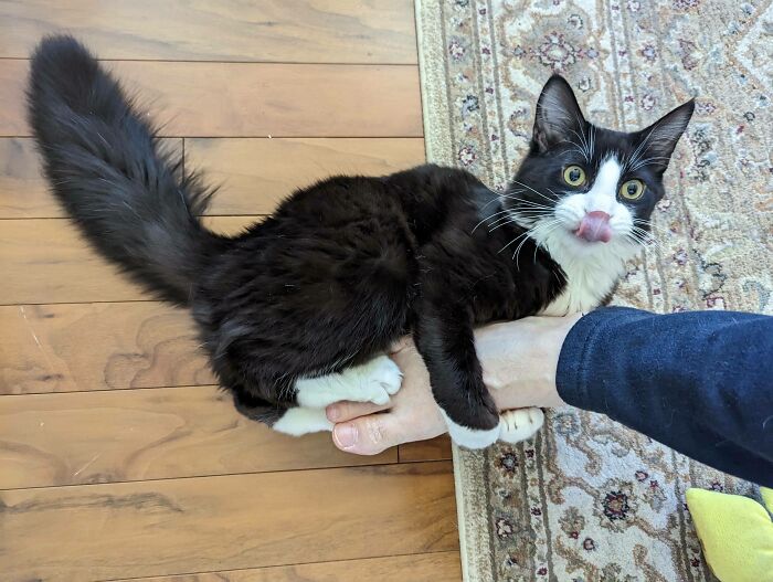 Black and white cat clinging to a person's foot with wide eyes and tongue out, showing a funny cat losing their single brain cell moment.