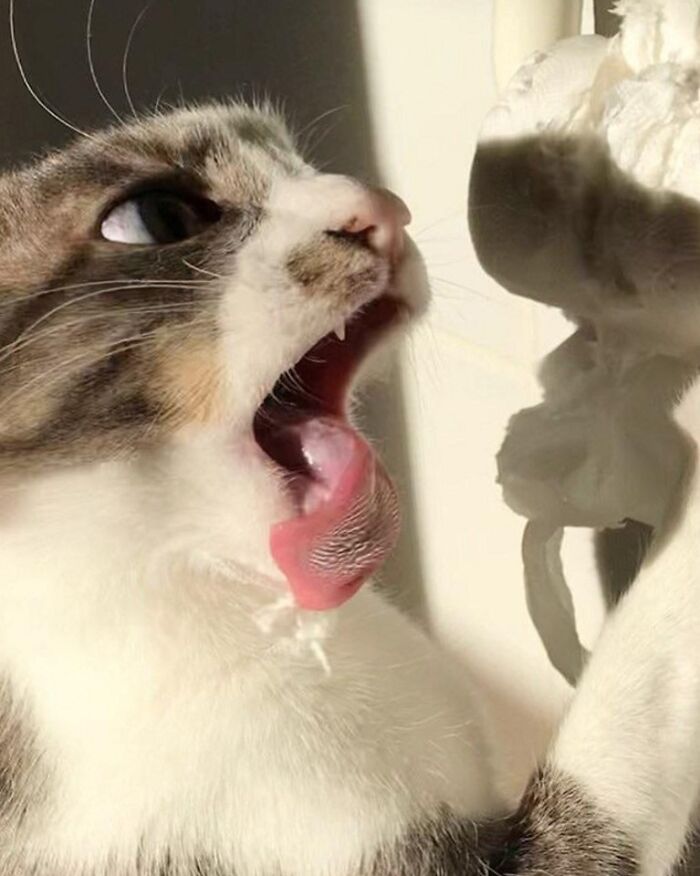 Cat losing its single brain cell with tongue sticking out, wide-eyed and caught in a funny, silly moment.