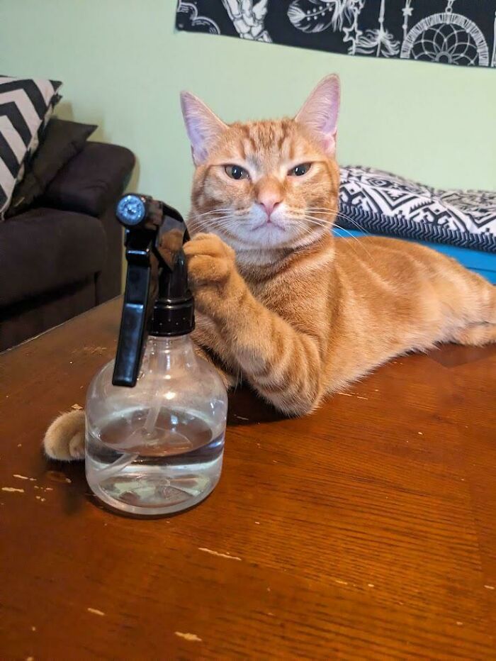 Orange cat resting on a table with one paw on a spray bottle, captured in a funny moment of losing their single brain cell.