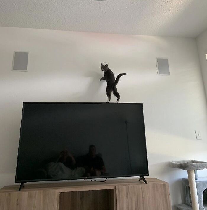 Cat losing their single brain cell caught on camera while standing precariously on top of a television in a living room.
