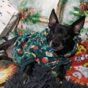 ddemacdougall avatar