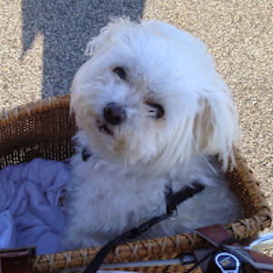 theresahadley avatar