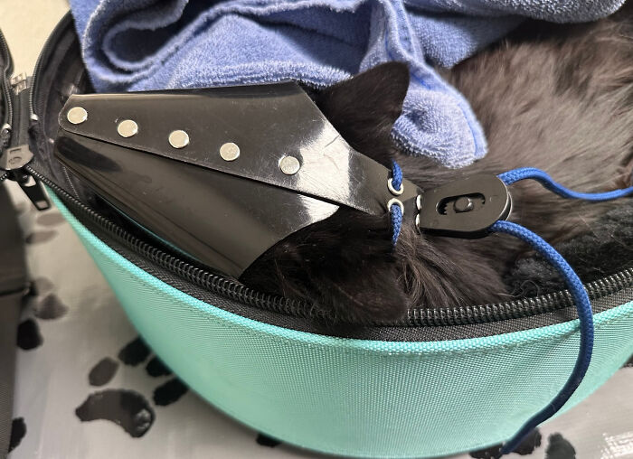 Black cat with protective cone resting in teal carrier at veterinarian's office.