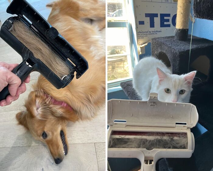 Fur-Free Living: Effortlessly Remove Pet Hair With The Chom Chom Lint Roller!