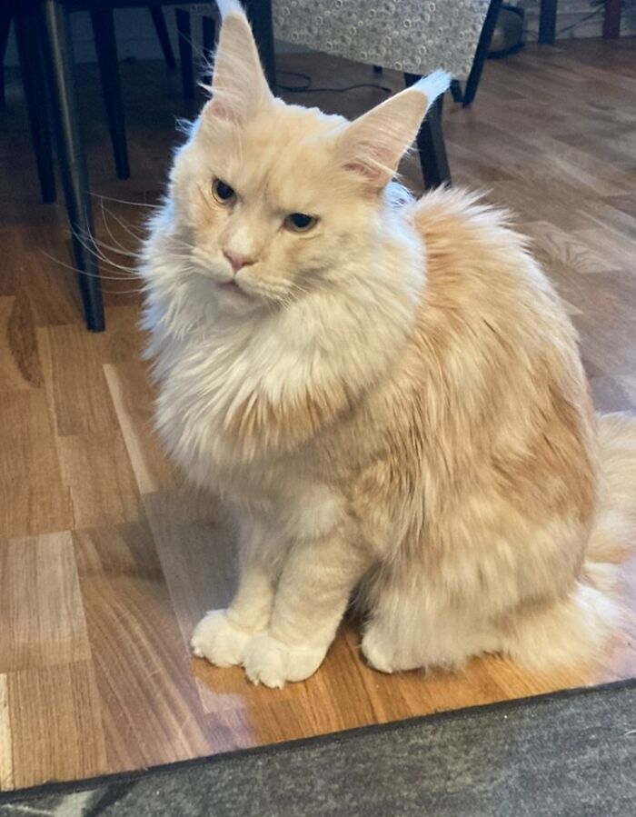 Tired And Grumpy Big Fluff Cutie