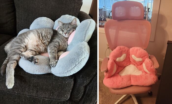 Cat lounging in a plush bed on a couch; pink fluffy seat cushion on a chair. Shopping lists inspired finds for the year.